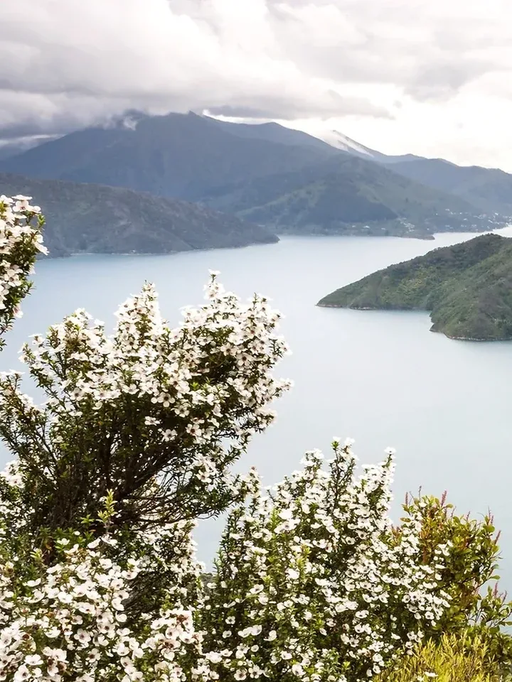 Mānuka Honig aus Neuseeland