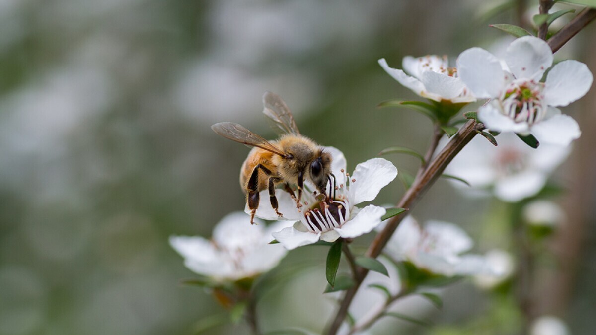 Apis mellifera